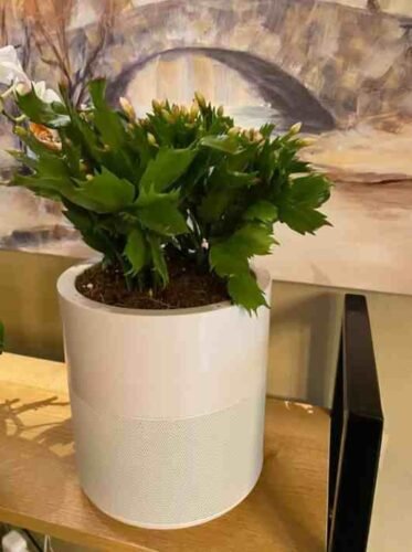 Exoplanter™ - A Smart Planter That Needs No Watering photo review